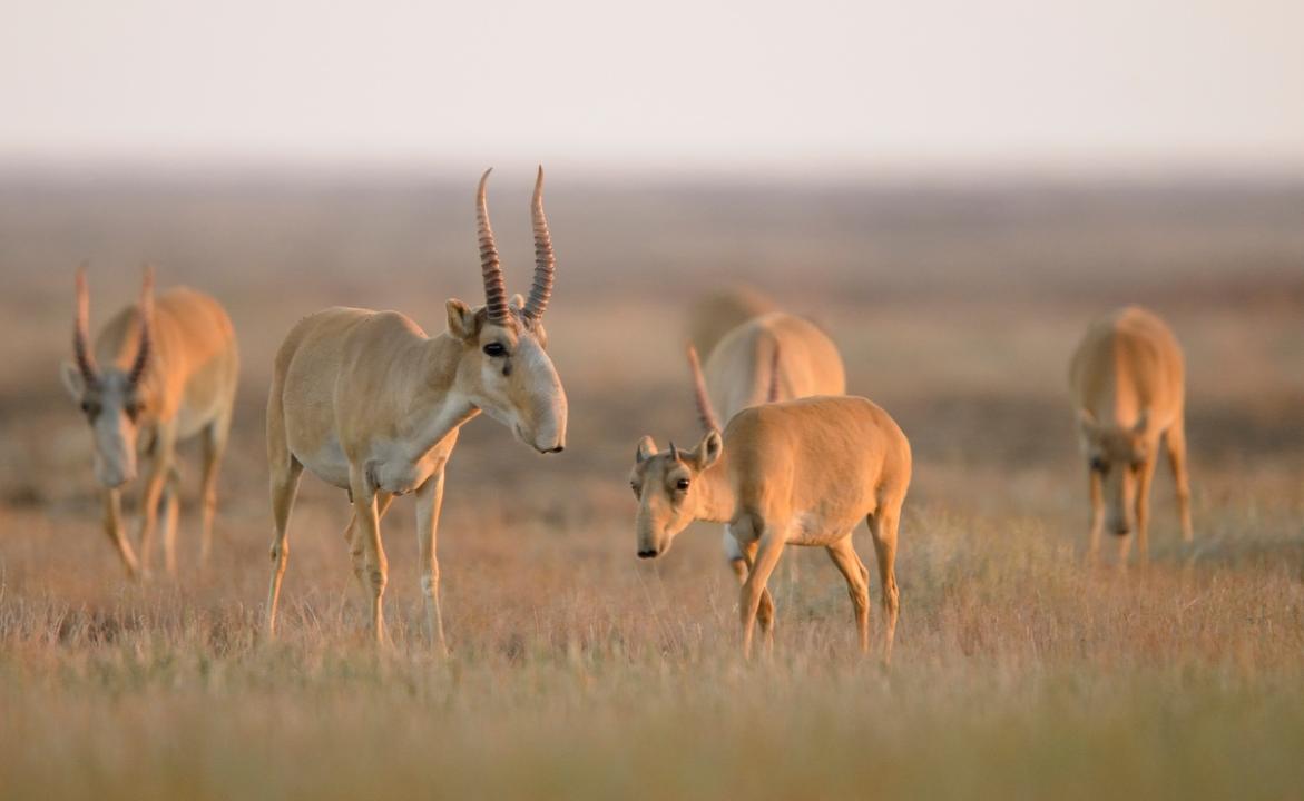 Work is being carried out on the railway to preserve saigas and provide routes for their migration